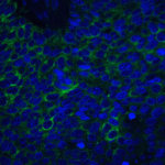 Immunofluorescence of Neuritin in human brain tissue with Neuritin antibody at 20 μg/mL.<br><br>Green: Neuritin Antibody (4101) <br> Blue: DAPI staining
