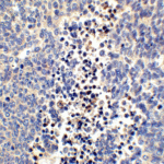 Immunohistochemistry of Neuritin in human brain tissue with Neuritin antibody at 2.5 μg/ml.