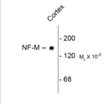 Western blot of rat cortex lysate showing specific immunolabeling of the ~145k NF-M protein.