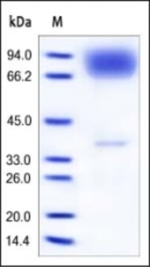 Neuroligin 4 Y linked Isoform 1 Recombinant Protein