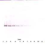 To detect hNeuroserpin by Western Blot analysis this antibody can be used at a concentration of 0.1 - 0.2 ug/ml. Used in conjunction with compatible secondary reagents the detection limit for recombinant hNeuroserpin is 1.5 - 3.0 ng/lane, under either reducing or non-reducing conditions.