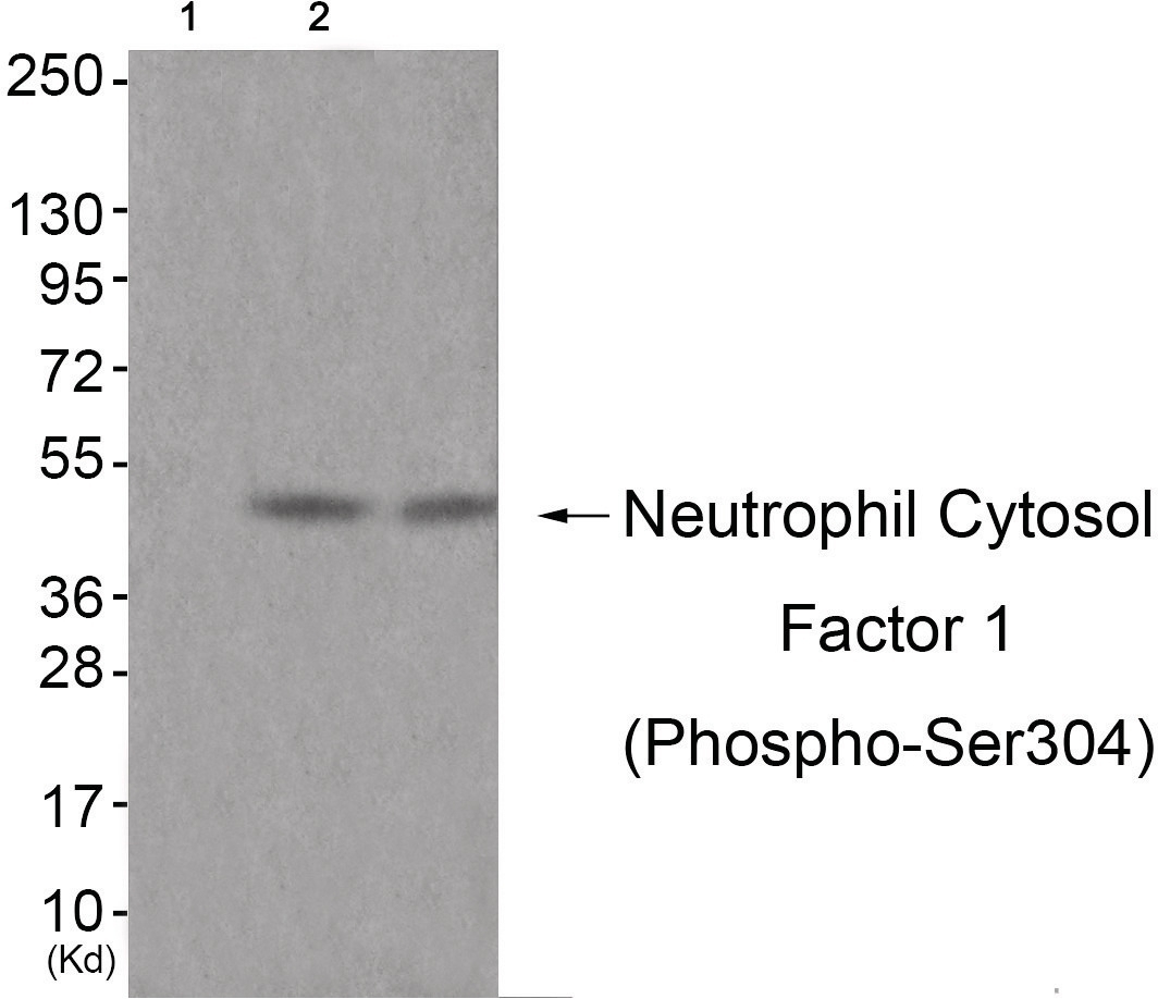 Neutrophil Cytosol Factor 1 (phospho Ser304) Antibody