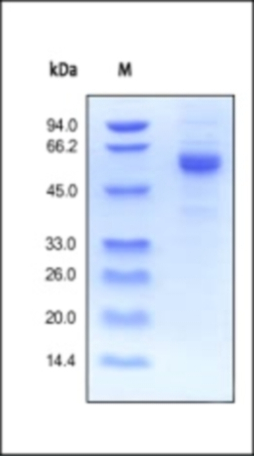 Noggin Recombinant Protein