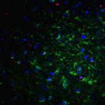 Immunofluorescence of NogoA in mouse brain tissue with NogoA Antibody at 20 μg/mL.<br><br>Green: NogoA antibody (4089) <br> Red: Phylloidin staining<br> Blue: DAPI staining