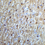 Immunohistochemistry of NogoA in mouse brain tissue with NogoA Antibody at 5 μg/mL.