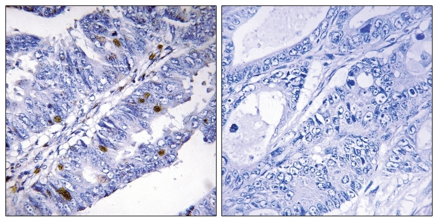 Nuclear Receptor NR4A1 (phospho Ser351) Antibody