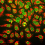 Immunostaining of HeLa cells with anti-nuclear pore complex antibody (green), and chicken anti-vimentin (red) (Cat. No. 50-264).