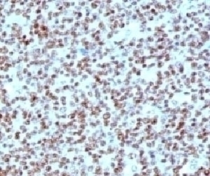 Nucleolin Antibody [NPC23-2]