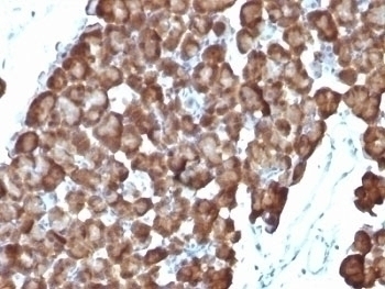 ODC Antibody [ODC1/486]