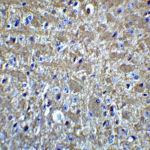 Immunohistochemistry of OLIG2 in mouse brain tissue with OLIG2 Antibody at 5 μg/mL.