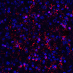 Immunofluorescence of ORAI1 in human spleen tissue with ORAI1 antibody at 20 μg/ml.<br><br>Red: ORAI1 Antibody [3F6H5] (PM-5205) <br> Blue: DAPI staining