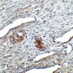 Immunohistochemistry of ORAI1 in human ovary tissue with ORAI1 antibody at 2.5 μg/ml.