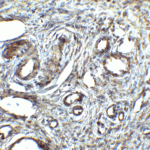 Immunohistochemistry of ORAI1 in human ovary tissue with ORAI1 antibody at 2.5 μg/ml.