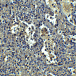 Immunohistochemistry of ORAI1 in human spleen tissue with ORAI1 antibody at 5 μg/mL.