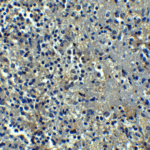 Immunohistochemistry of ORAI1 in human spleen tissue with ORAI1 antibody at 5 μg/mL.