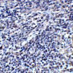 Immunohistochemistry of ORAI3 in mouse spleen tissue with ORAI3 antibody at 2 μg/mL.