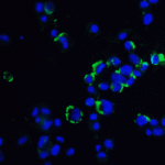 Immunofluorescence of OVGP1 in Hek293 cells with OVGP1 antibody at 20 μg/mL.<br><br>Green: OVGP1 Antibody (4763) <br> Blue: DAPI staining
