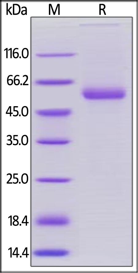 OX40 Ligand / TNFSF4 Recombinant Protein
