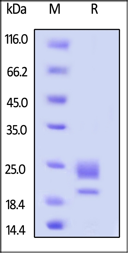 OX40 Ligand / TNFSF4 Recombinant Protein