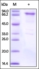 OX40 Recombinant Protein