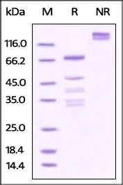 OX40 Recombinant Protein