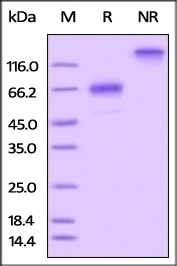 OX40 Recombinant Protein