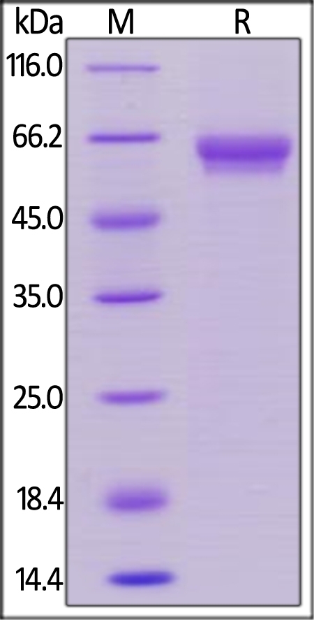 OX40 / TNFRSF4 / CD134 Recombinant Protein