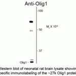 Western blot of neonatal rat brain lysate showing specific immunolabeling of the ~27k Olig1 protein.
