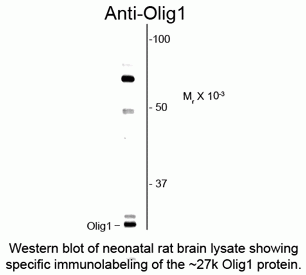 Olig1 Antibody
