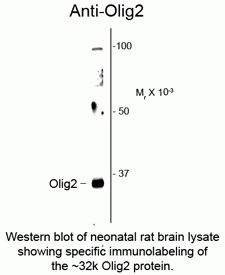 Olig2 Antibody