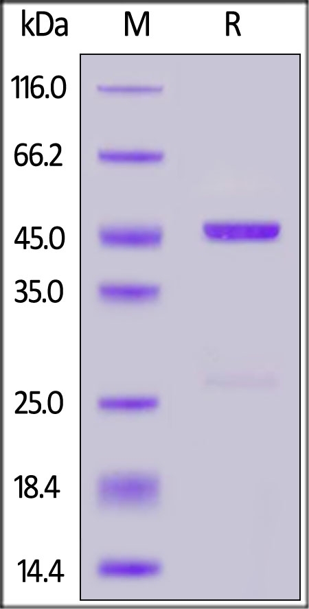Onchocerca volvulus OV16 Recombinant Protein