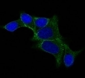 Ornithine Decarboxylase Antibody [ODC1/487]