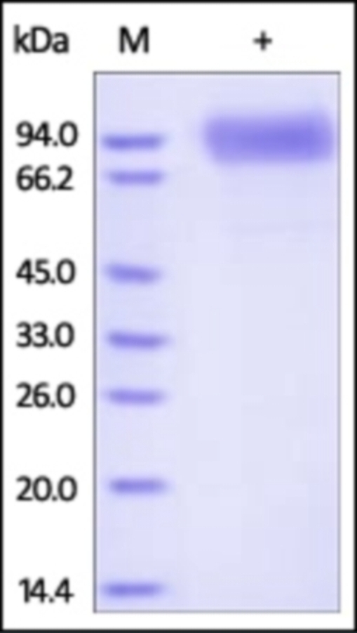 Osteoactivin Recombinant Protein