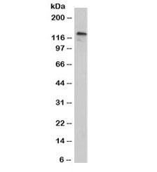 P-Cadherin Antibody [12H6]