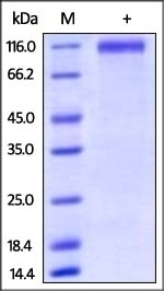 P-Selectin Recombinant Protein