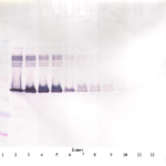 To detect hPAI-1 by Western Blot analysis this antibody can be used at a concentration of 0.1 - 0.2 ug/ml. Used in conjunction with compatible secondary reagents the detection limit for recombinant hPAI-1 is 1.5 - 3.0 ng/lane, under either reducing or non-reducing conditions.
