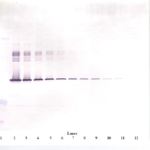 To detect hPAI-1 by Western Blot analysis this antibody can be used at a concentration of 0.1 - 0.2 ug/ml. Used in conjunction with compatible secondary reagents the detection limit for recombinant hPAI-1 is 1.5 - 3.0 ng/lane, under either reducing or non-reducing conditions.
