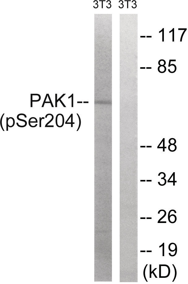 PAK1 (phospho Ser204) Antibody
