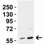 <strong>Figure 4 Western Blot Validation in Mouse Tissues</strong><br>Loading: 15 μg of lysates per lane.Antibodies: PAK2  3885 (1 μg/mL per lane), 1h incubation at RT in 5% NFDM/TBST.Secondary: Goat anti-rabbit IgG HRP conjugate at 1:10000 dilution.