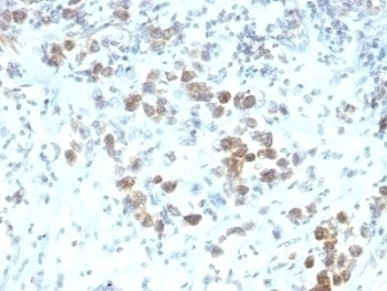 PAX-6 Antibody [SPM612]