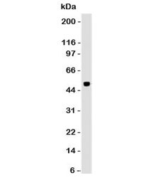 PAX6 Antibody [PBPX6]