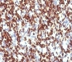 PAX7 Antibody [PBPX7]