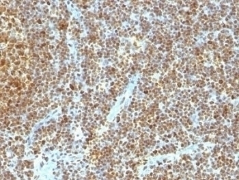 PCNA Antibody [SPM350]