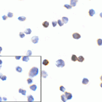 Immunocytochemistry of PD-1 in transfected 293 cells with PD-1 [10B3] antibody at 10 μg/mL. Lower left: Immunocytochemistry in transfected 293 cells with control mouse IgG antibody at 10 μg/mL.