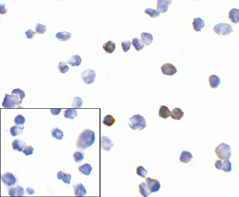 PD1 Antibody [10B3]