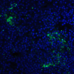 Immunofluorescence of PD-1 in human spleen tissue with PD-1 [10B3] antibody at 10 μg/mL. <br><br>Green: PD1 Antibody [10B3] (RF16005) <br> Blue: DAPI staining