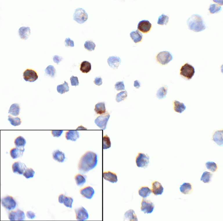 PD1 Antibody [4C7]