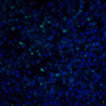 Immunofluorescence of PD-1 in human spleen tissue with PD-1 antibody at 20 μg/ml.<br><br>Green: PD-1 Antibody [7A11B1] (PM-5177) <br> Blue: DAPI staining