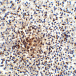 Immunohistochemistry of PD-1 in human spleen tissue with PD-1 antibody at 25 μg/ml.