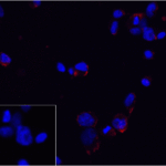 Immunofluorescence of PD-1 in transfected 293 cells with PD-1 antibody at 5 μg/mL. Lower left: Immunofluorescence in transfected 293 cells with control mouse IgG antibody at 5 μg/mL.<br><br>Red: PD1 Antibody [7H6] (RF16003) <br> Blue: DAPI staining